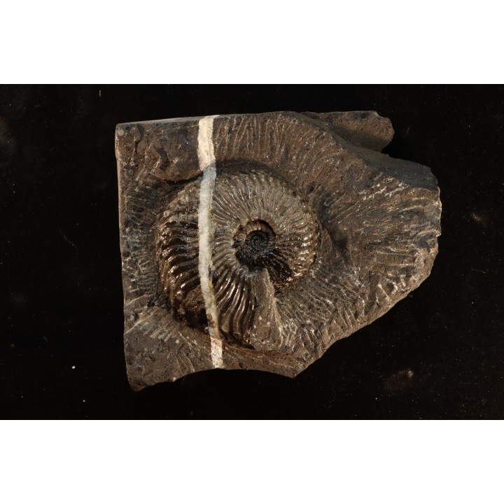Trachyceras sinensis - Norian, Tuvalian - Xiaowa formation - Guizhou, China