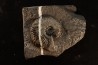 Trachyceras sinensis - Norien, Tuvalien - Xiaowa formation - Guizhou, Chine