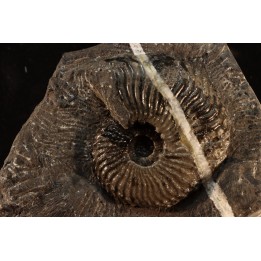Trachyceras sinensis - Norian, Tuvalian - Xiaowa formation - Guizhou, China
