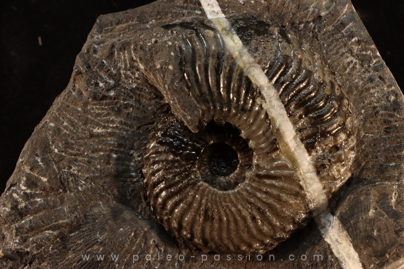 Trachyceras sinensis - Norien, Tuvalien - Xiaowa formation - Guizhou, Chine