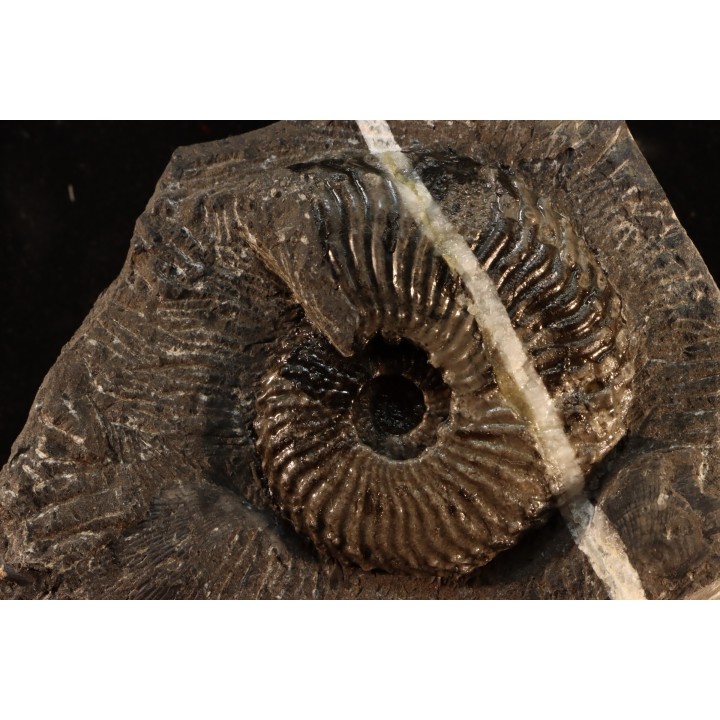 Trachyceras sinensis - Norien, Tuvalien - Xiaowa formation - Guizhou, Chine
