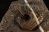 Trachyceras sinensis - Norien, Tuvalien - Xiaowa formation - Guizhou, Chine