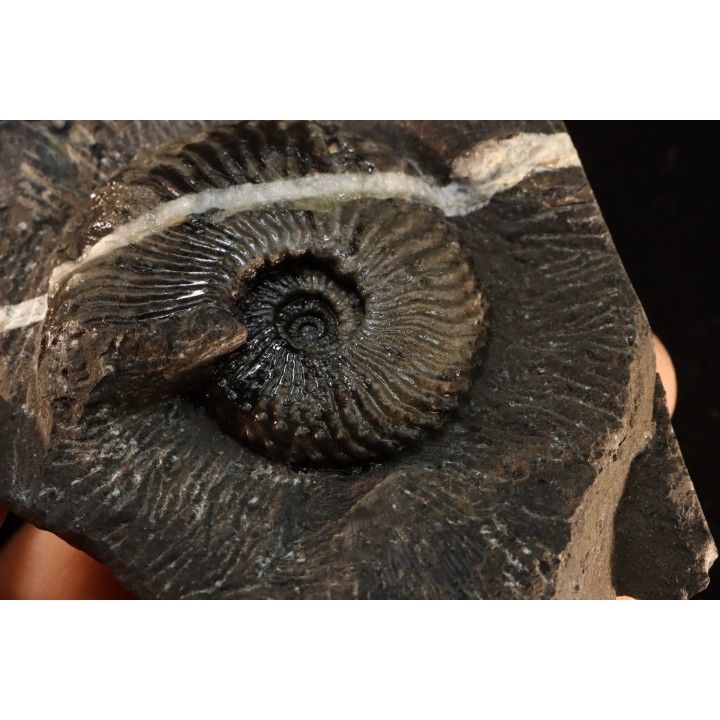 Trachyceras sinensis - Norian, Tuvalian - Xiaowa formation - Guizhou, China