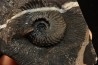 Trachyceras sinensis - Norian, Tuvalian - Xiaowa formation - Guizhou, China
