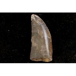 dent de dinosaure CERATOSAURUS - Morrison fmt - Dana quarry Wyoming, USA
