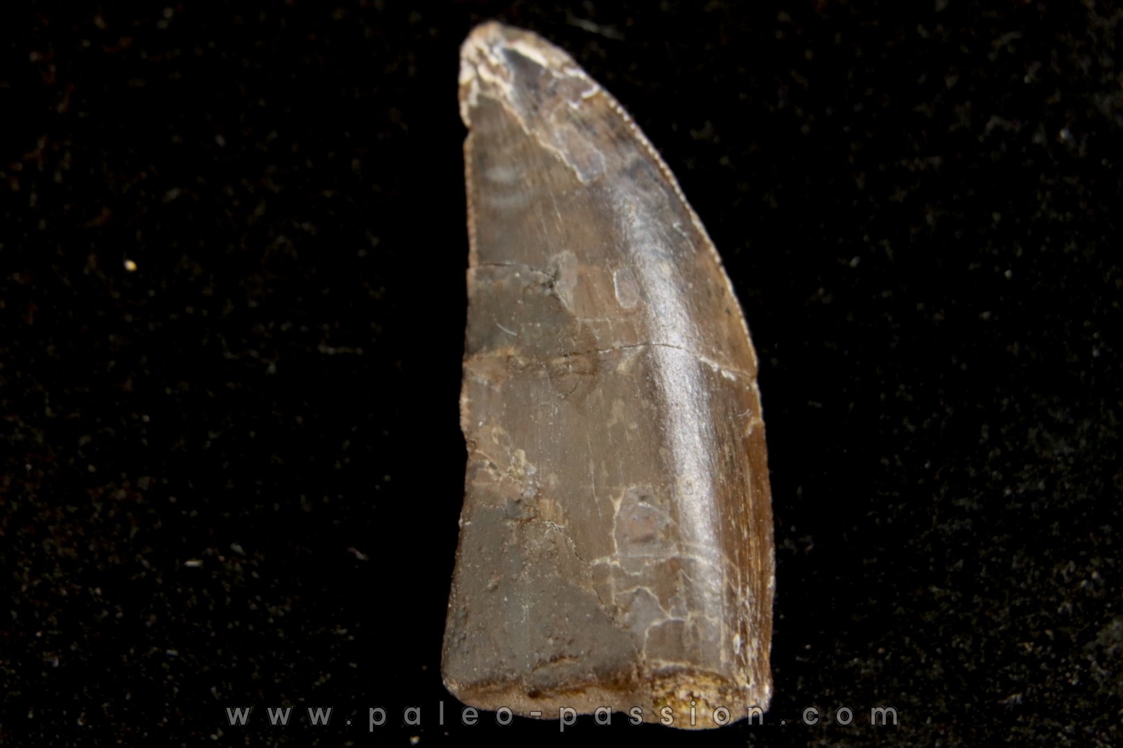 dinosaur tooth CERATOSAURUS - Morrison formation -Dana quarry Wyoming, USA