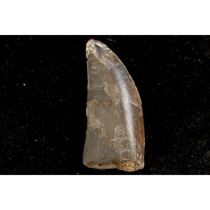 dinosaur tooth CERATOSAURUS - Morrison formation -Dana quarry Wyoming, USA