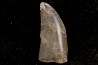 dent de dinosaure CERATOSAURUS - Morrison fmt - Dana quarry Wyoming, USA