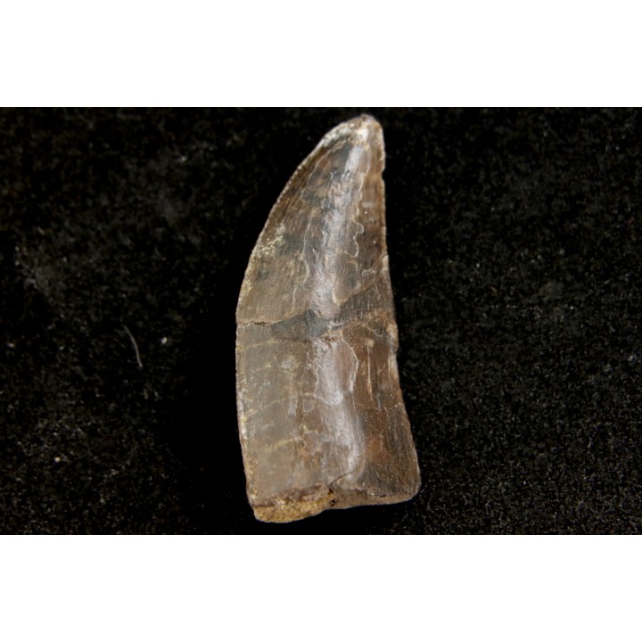 dent de dinosaure CERATOSAURUS - Morrison fmt - Dana quarry Wyoming, USA