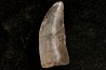 dinosaur tooth CERATOSAURUS - Morrison formation -Dana quarry Wyoming, USA