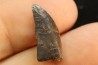 dinosaur tooth CERATOSAURUS - Morrison formation -Dana quarry Wyoming, USA