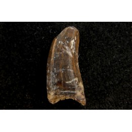 dinosaur tooth raptor: Dakotaraptor steini