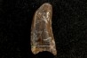 dinosaur tooth raptor: Dakotaraptor steini