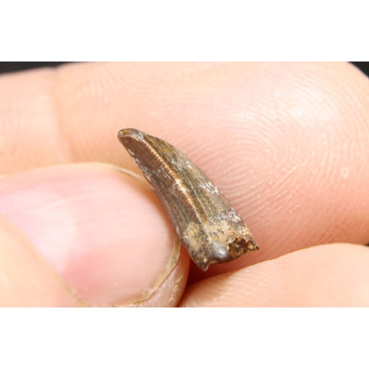 dinosaur tooth raptor: Dakotaraptor steini