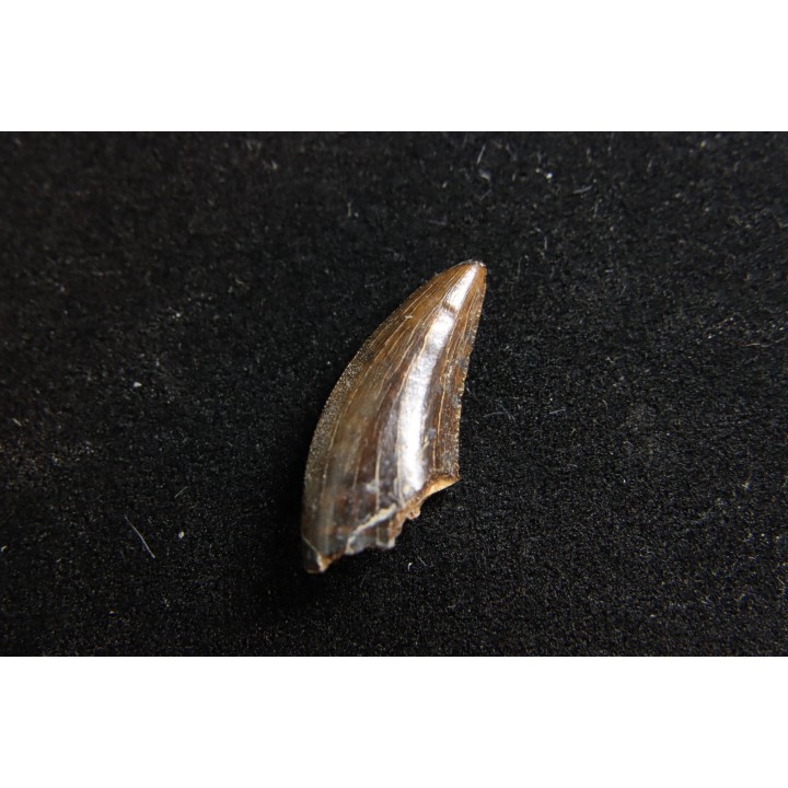 dinosaur tooth raptor: Dakotaraptor steini