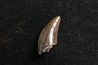dinosaur tooth raptor: Dakotaraptor steini
