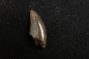 dinosaur tooth raptor: Dakotaraptor steini