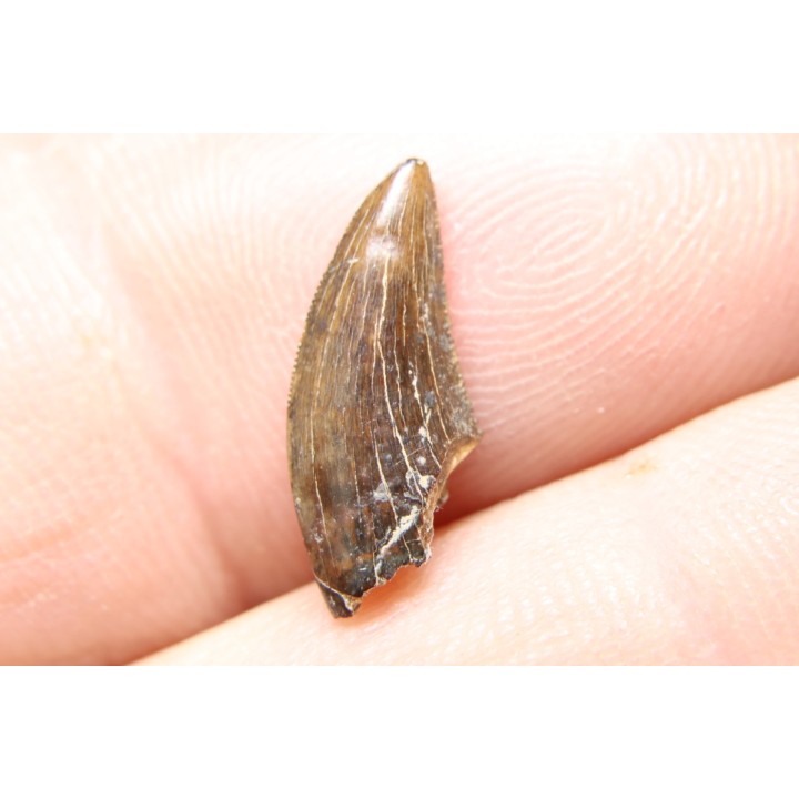 dinosaur tooth raptor: Dakotaraptor steini