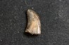 dinosaur tooth raptor: Archeoraptor temertyorum