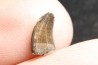 dinosaur tooth raptor: Archeoraptor temertyorum