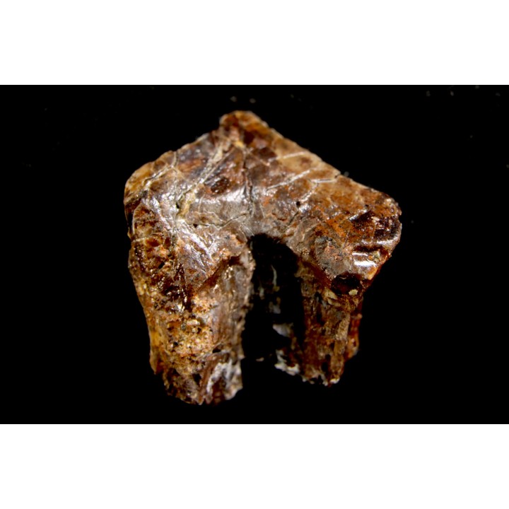 dinosaure tooth: TOROSAURUS LATUS