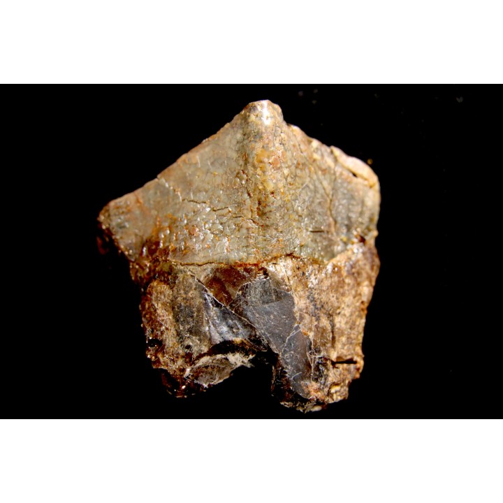 dinosaure tooth: TOROSAURUS LATUS