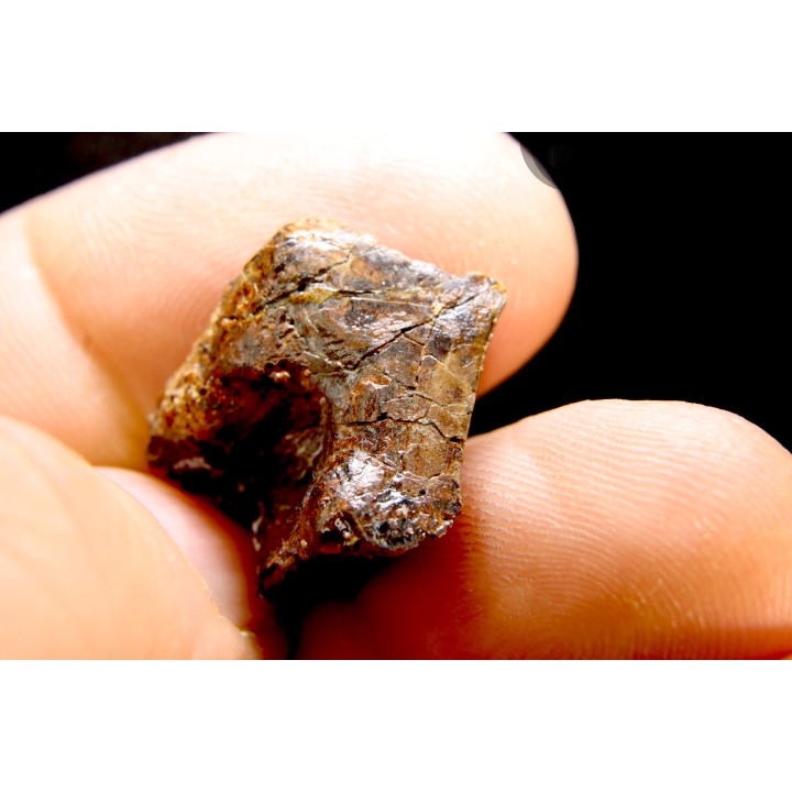 dinosaure tooth: TOROSAURUS LATUS
