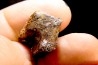 dinosaure tooth: TOROSAURUS LATUS