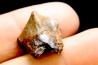 dinosaure tooth: TOROSAURUS LATUS