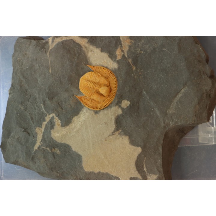 Trilobite aveugle: Declivolithus titan - ordovicien - Jbel Tijarfaiouine, MAROC