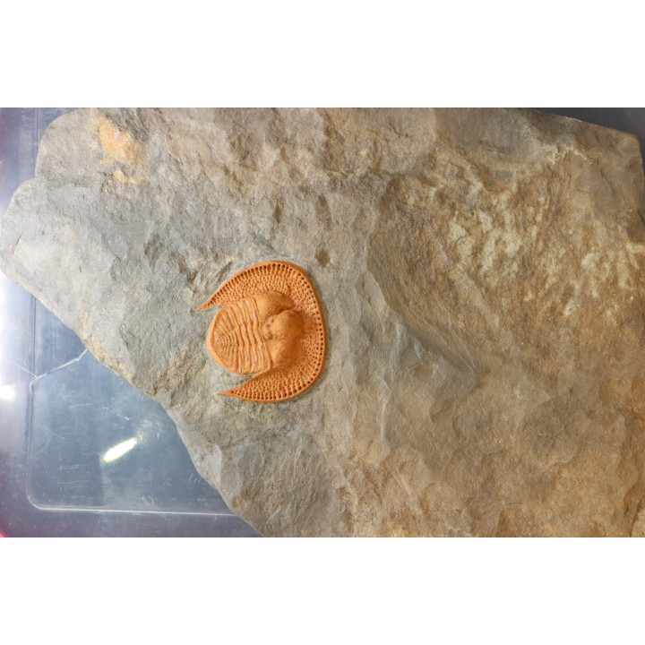 Blind trilobite: Declivolithus titan