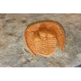 Trilobite aveugle: Declivolithus titan