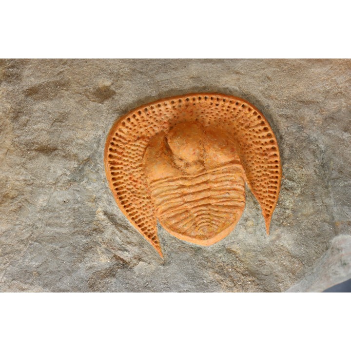 Trilobite aveugle: Declivolithus titan