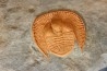 Trilobite aveugle: Declivolithus titan