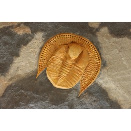 Blind trilobite: Declivolithus titan