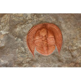 Trilobite aveugle: Declivolithus titan