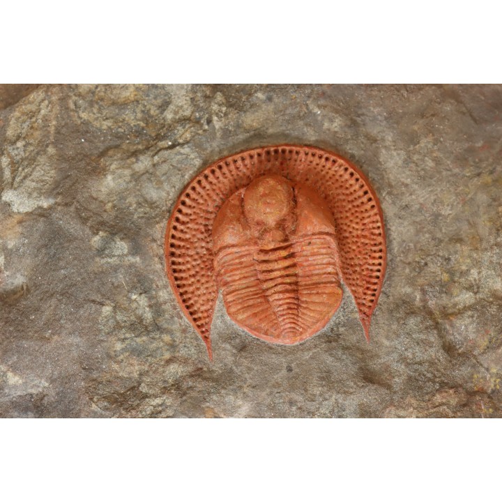 Trilobite aveugle: Declivolithus titan