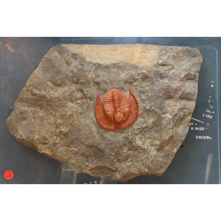 Blind trilobite: Declivolithus titan