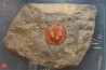 Blind trilobite: Declivolithus titan