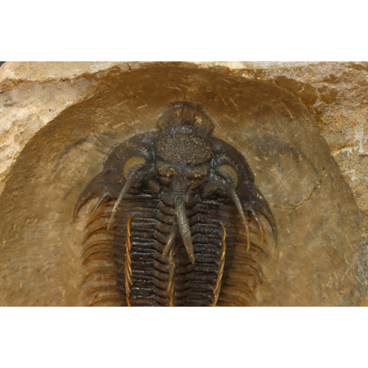 bicolor Comura bultyncki  -  jbel Oufatene - Morocco
