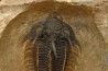 bicolor Comura bultyncki - jbel Oufatene - Maroc