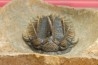 bicolor Comura bultyncki - jbel Oufatene - Morocco