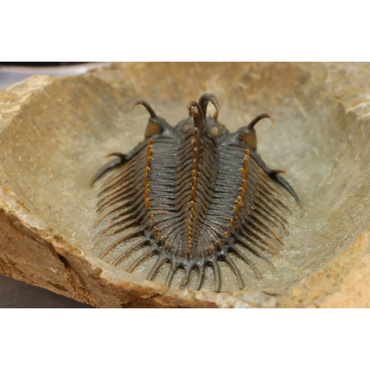 bicolor Comura bultyncki  -  jbel Oufatene - Maroc