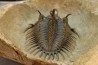 bicolor Comura bultyncki - jbel Oufatene - Maroc