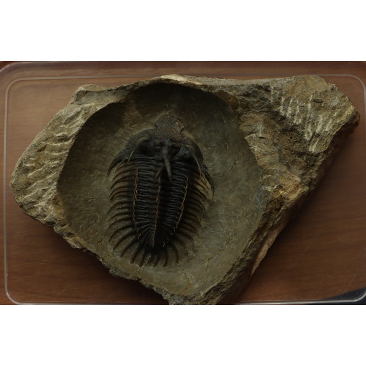 bicolor Comura bultyncki  -  jbel Oufatene - Morocco