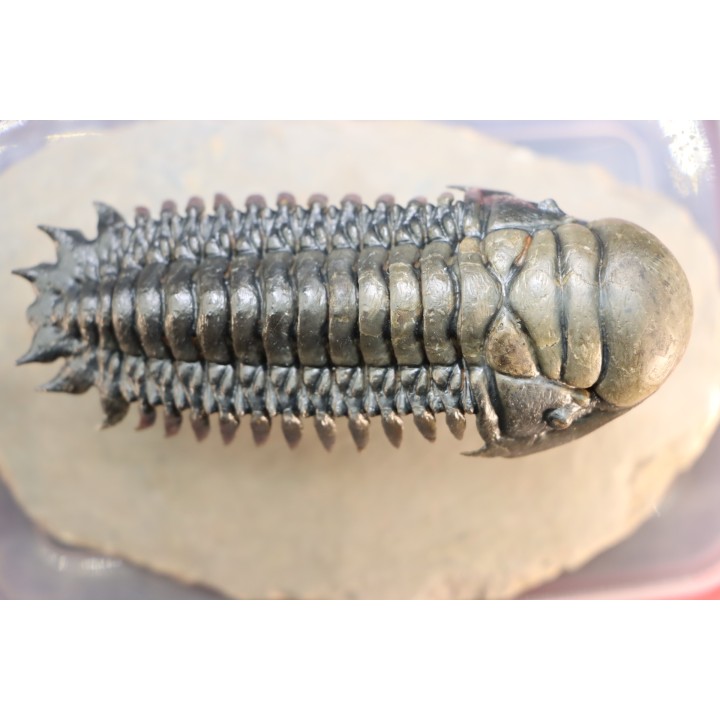 CROTALOCEPHALUS GIBBUS