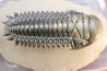CROTALOCEPHALUS GIBBUS