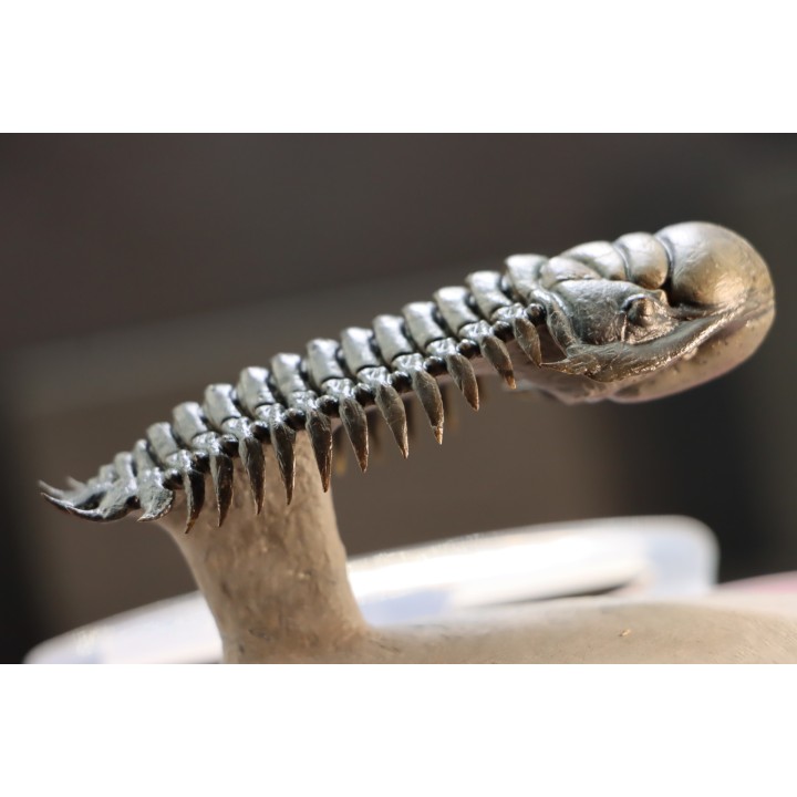 CROTALOCEPHALUS GIBBUS
