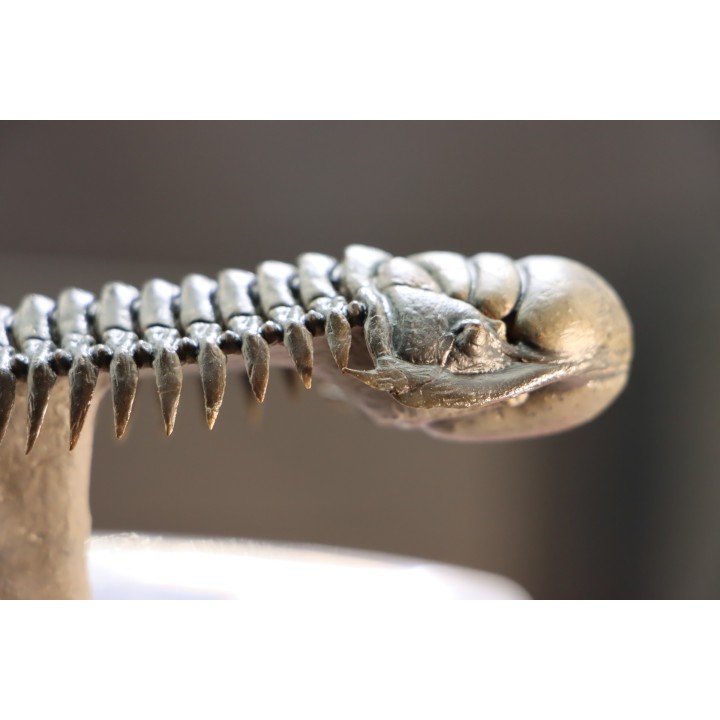 CROTALOCEPHALUS GIBBUS