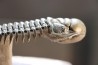 CROTALOCEPHALUS GIBBUS